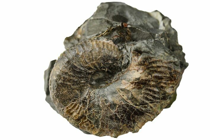 Hoploscaphites Ammonite in Situ - Pierre Shale, Montana #189641